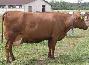 Корова «красная степная»: подробное описание породы