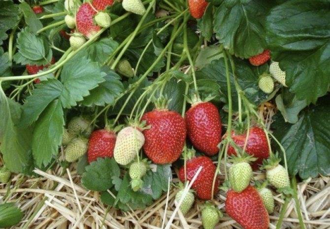 Клубника «ирма» — описание и характеристика сорта, агротехника выращивания и посадки ягоды (фото)