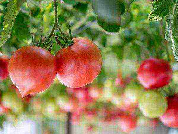 Описание томат сорта властелин степей и его характеристики