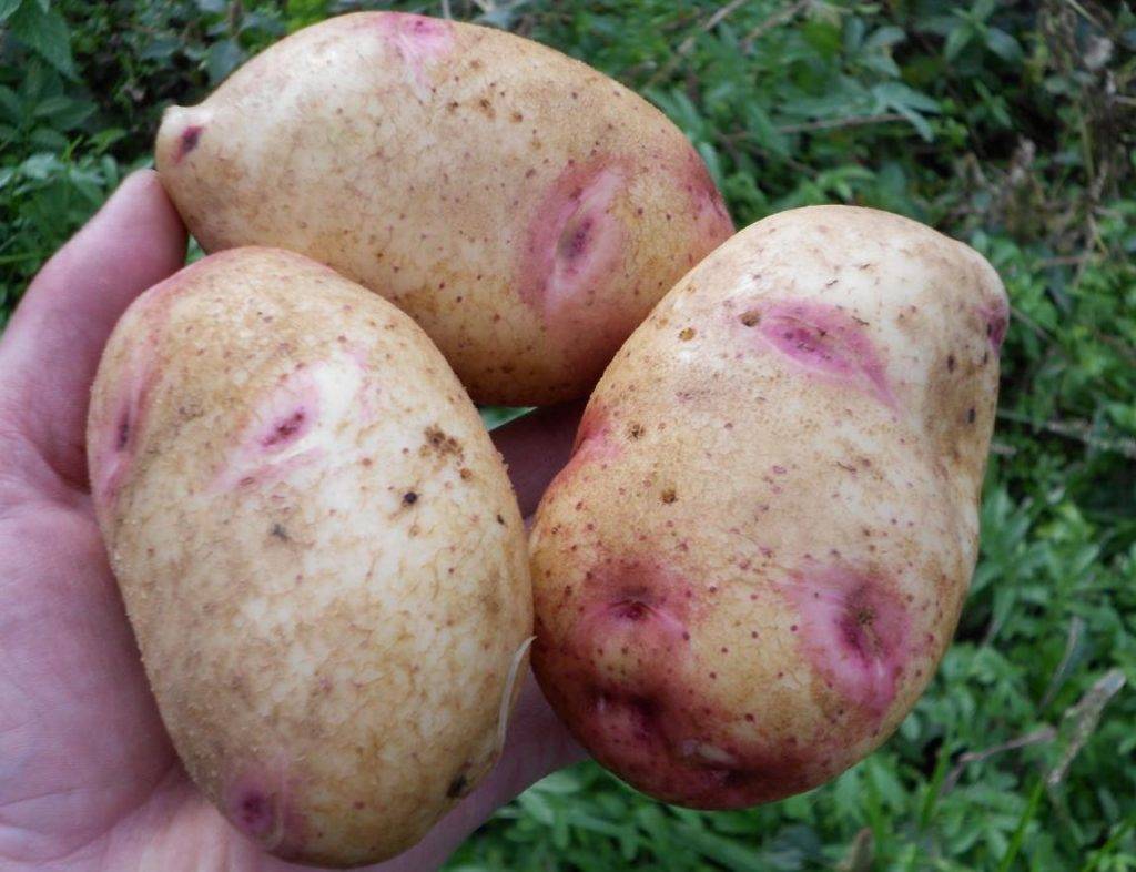 Картофель красавчик: описание универсального сорта
