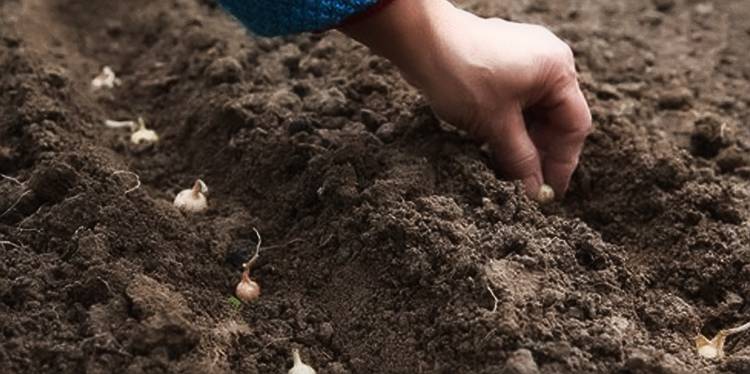 Выращивание лука-шалота в открытом грунте. особенности посадки и правила ухода