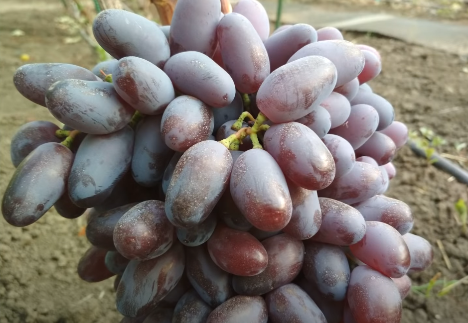 Сорт винограда «кишмиш лучистый» описание с фото