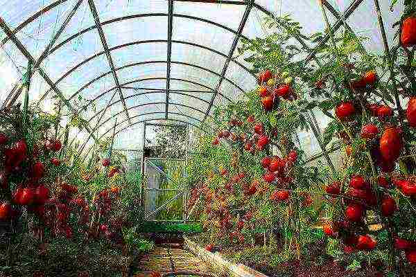 Эффективные способы, как лучше закалять рассаду помидор
