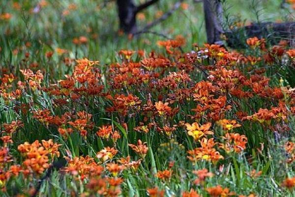 Экзотический спараксис: посадка и уход в открытом грунте, фото, особенности выращивания растения с яркими бутонами разнообразных цветов и оттенков на длинной ножке