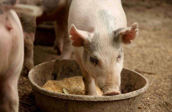 Корм для свиней в домашних условиях: рецепты, состав, как сделать своими руками