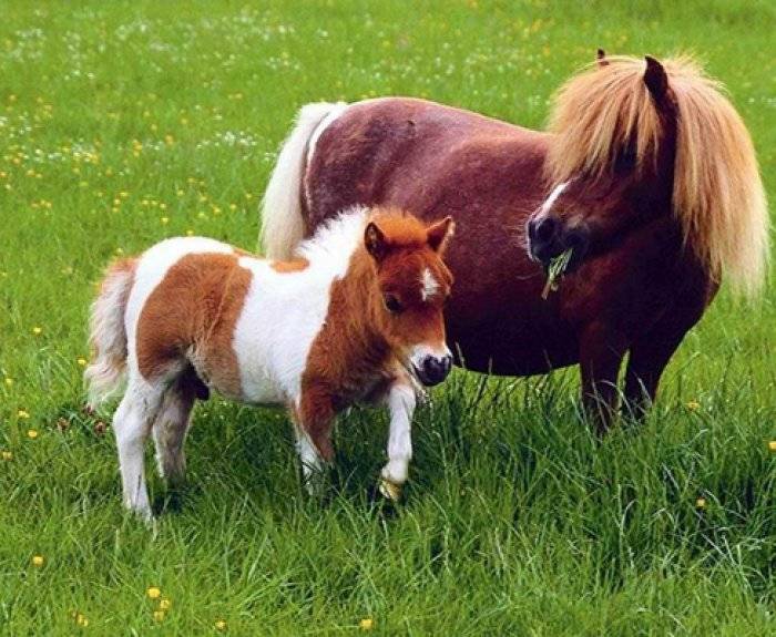 Самые маленькие породы лошадей: описание, размеры