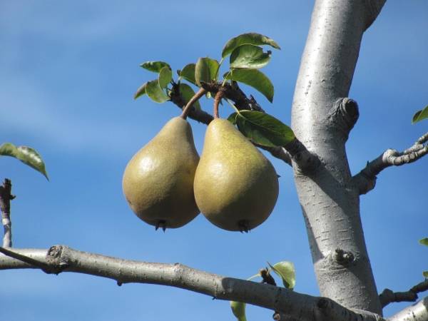 Почему не плодоносит груша: причины и что делать, как заставить цвести
