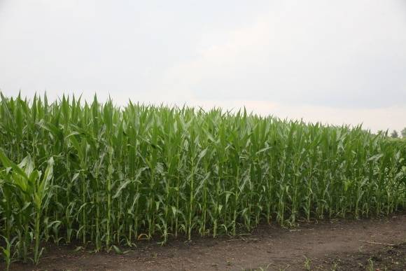 Проблемы, обусловленные внесением гербицидов на кукурузе
