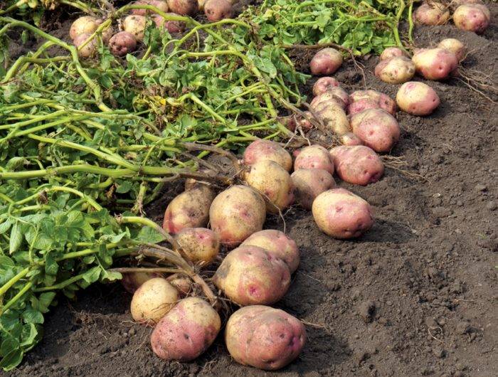 Почему не цветет картофель: основные причины, как бороться с проблемой