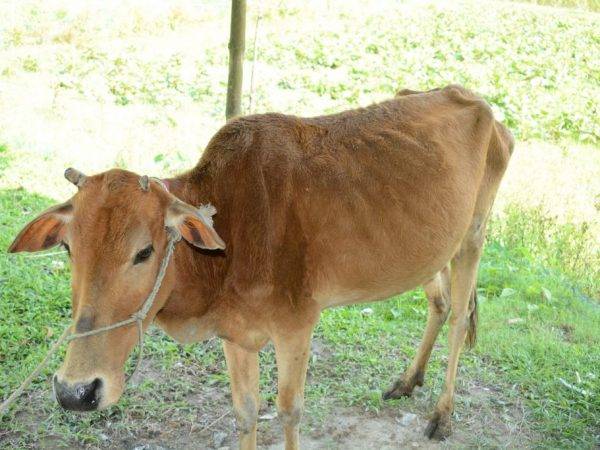 Болезни крупного рогатого скота (крс), их симптомы, лечение и профилактика