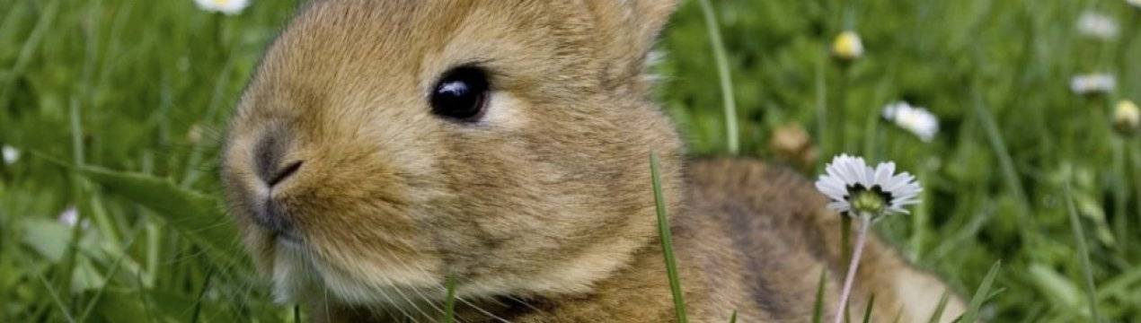 Лысый кролик: причины и лечение облысения