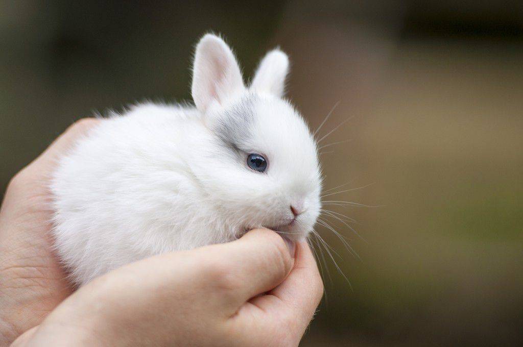 Содержание и разведение кроликов ризен. чем они так привлекательны?