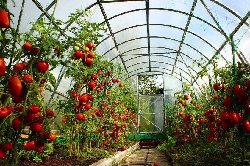 На каком расстоянии следует сажать помидоры: выбор схемы посадки томатов