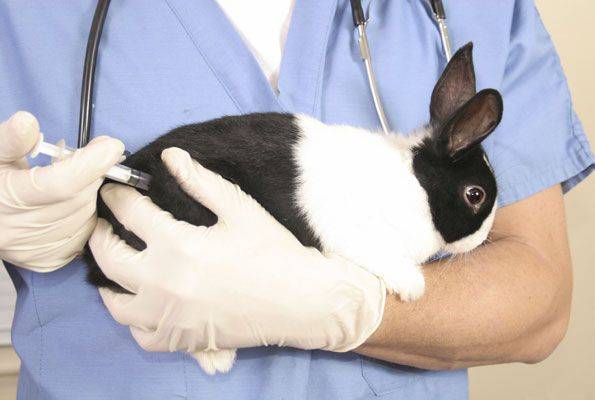 Каким болезням подвержены кролики и как их лечить