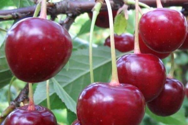 Описание и выращивание вишни шпанка