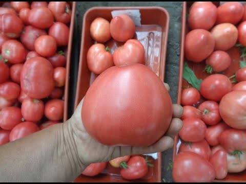 Пошаговая инструкция, как вырастить томат «валютный»: описание и секреты грамотного ухода