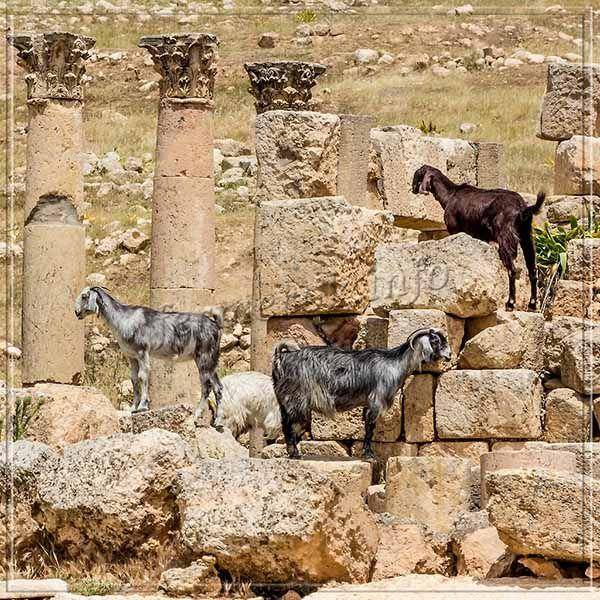 Нубийские (англо-нубийские) козы: особенности мясо-молочной породы с необычной внешностью