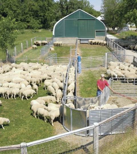 Как самостоятельно сделать овчарню для овец?