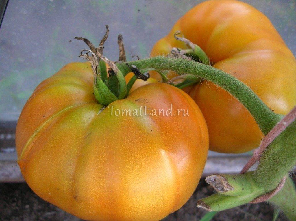 Характеристика и описание сорта томата Оранжевый слон, его урожайность