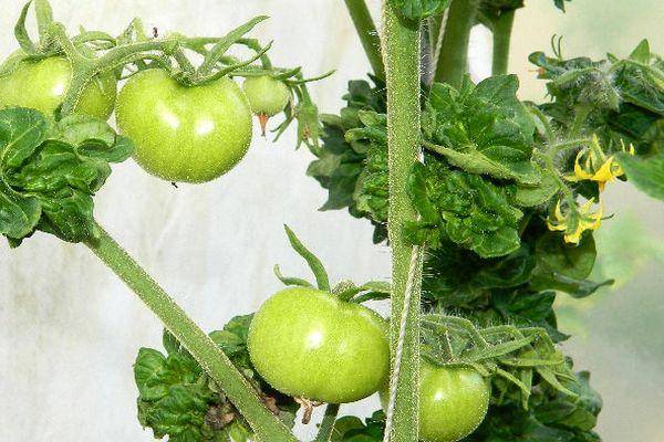 Сортовые особенности томата палка