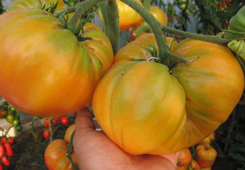 Маленький томат с большим урожаем: описание сорта загадка, агротехника, отзывы