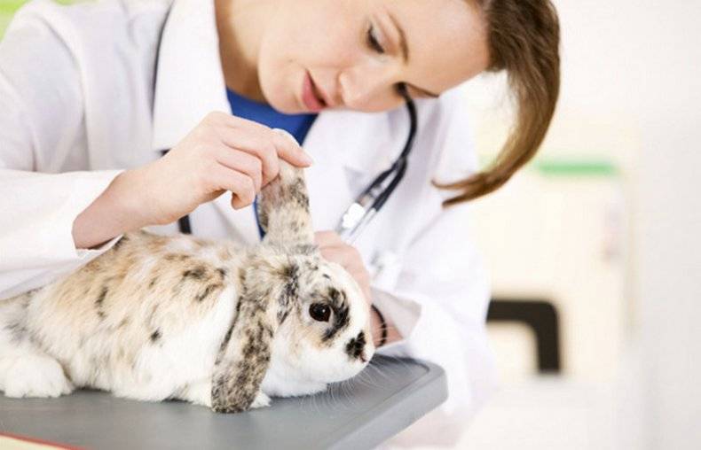 Препараты для кроликов: список лекарств для аптечки и их назначение