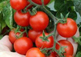 Томат загадка: описание и характеристика сорта помидор, выращивание