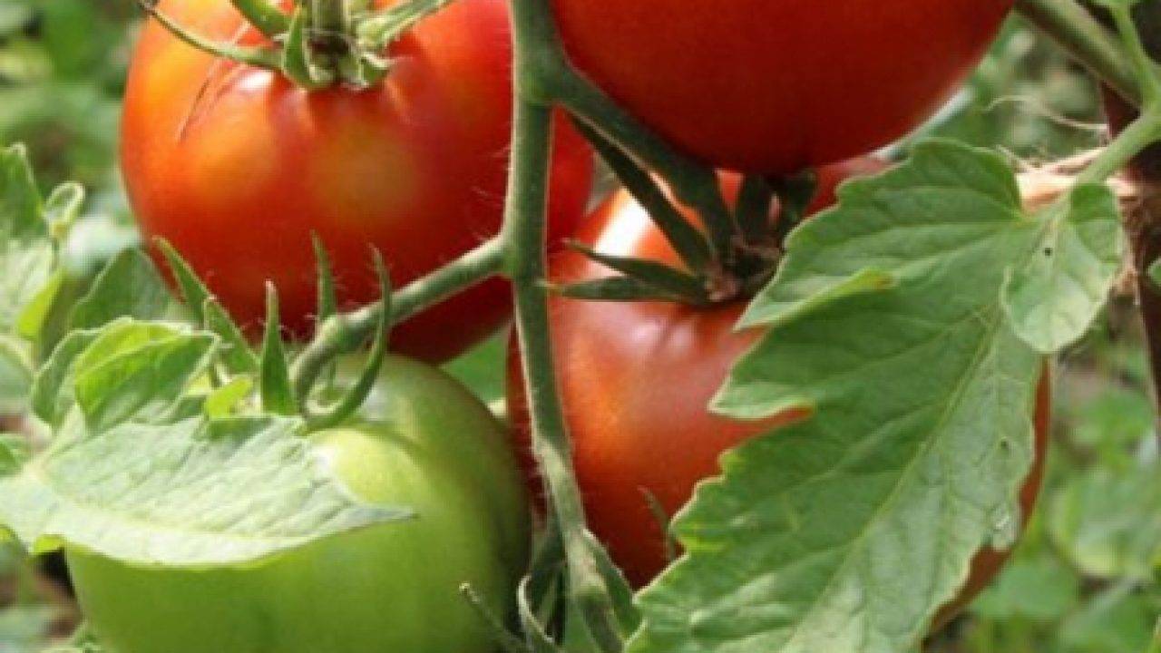 Описание сорта томата Афен, его выращивание и уход