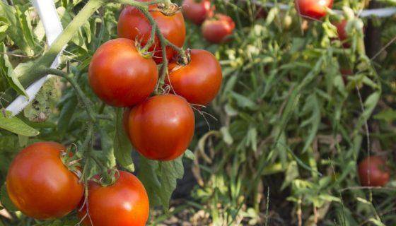 Описание сорта томата Тайлер, его характеристика и урожайность