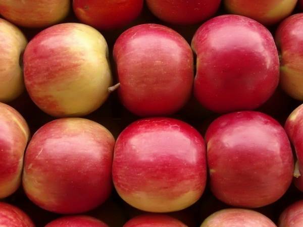Вкусные яблоки сорта айдаред. фото