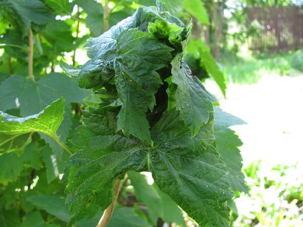Черная смородина: борьба с болезнями. обработка сада весной