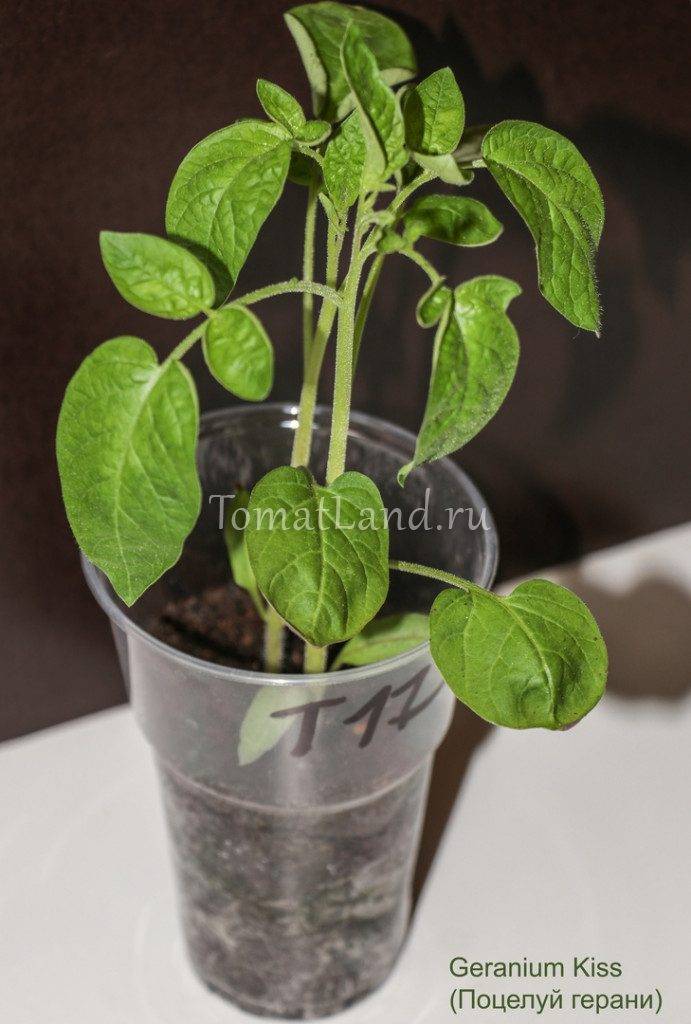 Описание томата поцелуй герани и рекомендации по выращиванию рассады