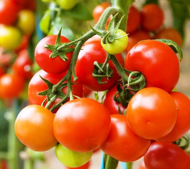 Описание сорта томата купец, его характеристики и урожайность