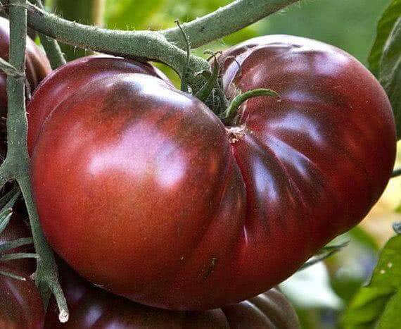 Томат поль робсон. крепкий и устойчивый сорт — томат поль робсон: полное описание помидоров и их характеристики