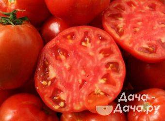 Описание и характеристики сорта томата поцелуй герани, его урожайность