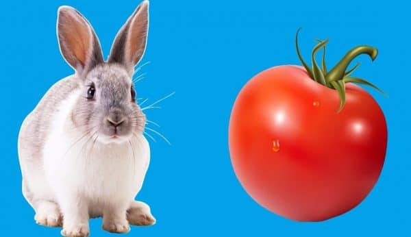 Рацион имеет значение! можно ли давать кроликам конский щавель и как это делать правильно?