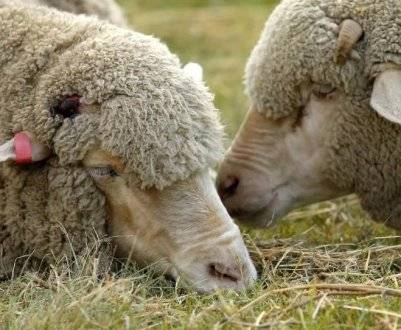 Симптомы инфекционной энтеротоксемии овец, методы лечения и профилактика