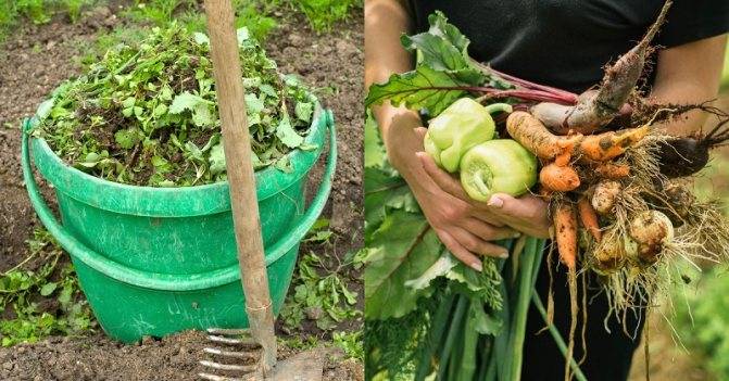 Что можно подкормить крапивой – лучшие рецепты зеленого удобрения