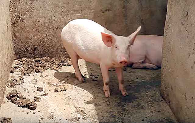Сколько дней обычно гуляет свинья: первые признаки охоты у животных, эффективные методы случки