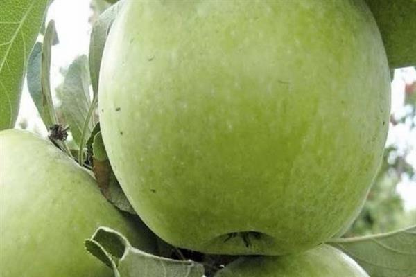 Описание сорта яблони феникс алтайский, преимущества и недостатки, урожайность