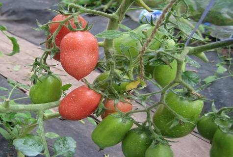 Сорт томата «царь колокол»: фото, отзывы, описание, характеристика, урожайность