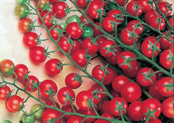 Характеристика и описание сорта томата Красная Гроздь, его урожайность