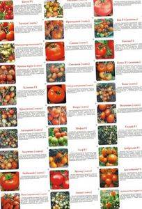 Самоопыляемые сорта томатов: вся информация и виды