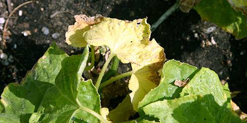 Чем обработать огурцы чтобы не желтели листья — народные способы и советы экспертов по уходу за огурцами (125 фото)
