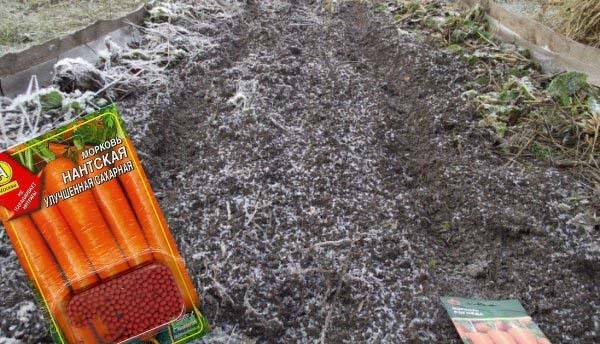 Посадка моркови под зиму: как сделать это правильно