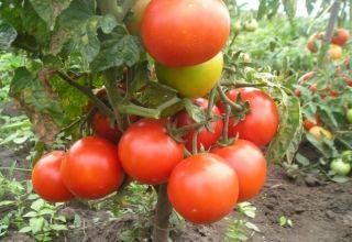 Сорт бетта — ранние польские помидоры