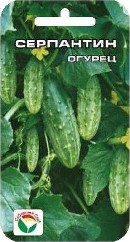 Описание сорта огурцов серпантин, его выращивание и характеристика
