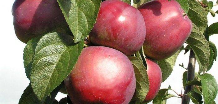 Яблоня малиновка: особенности сорта и ухода