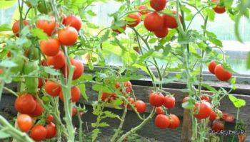 Томат фляшен описание. томат фляшен: описание сорта, отзывы, урожайность