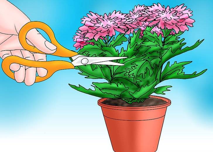 Чем подкормить хризантему, чтобы зацвела: органика или минеральные удобрения
